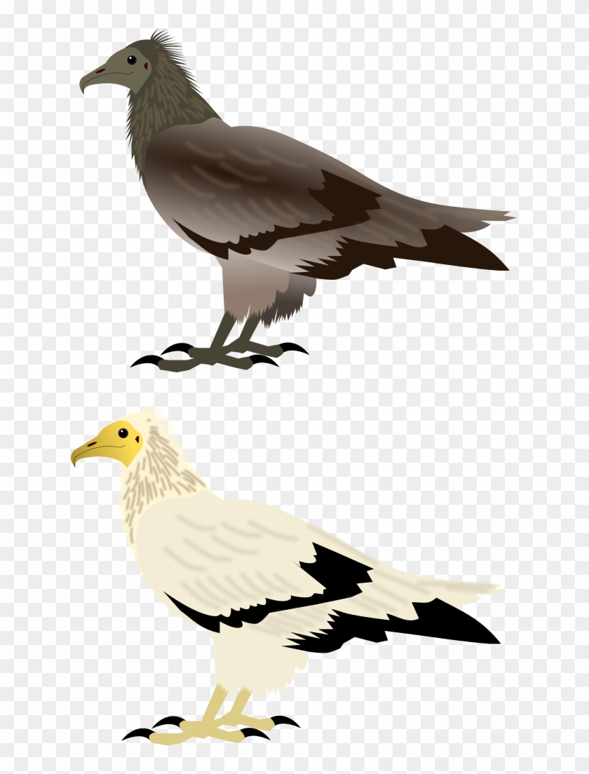 File - Egyptian Vulture - Svg - European Herring Gull Clipart #888508