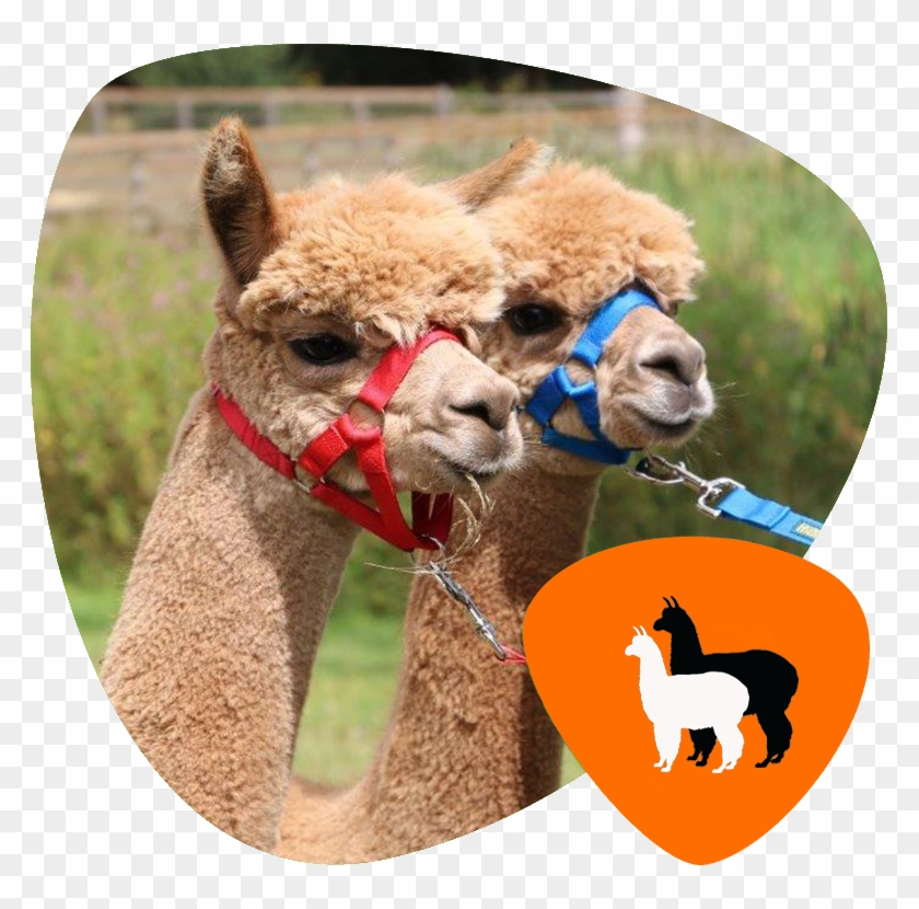 Home Animals2 Pic4 - Oakmere Alpacas Clipart