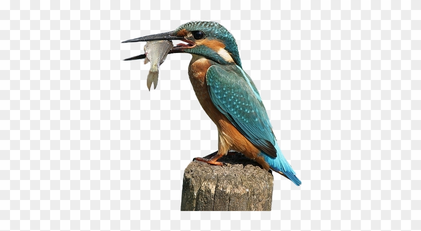 Kingfisher Transparent Images Png - King Fisher Png Clipart #889044