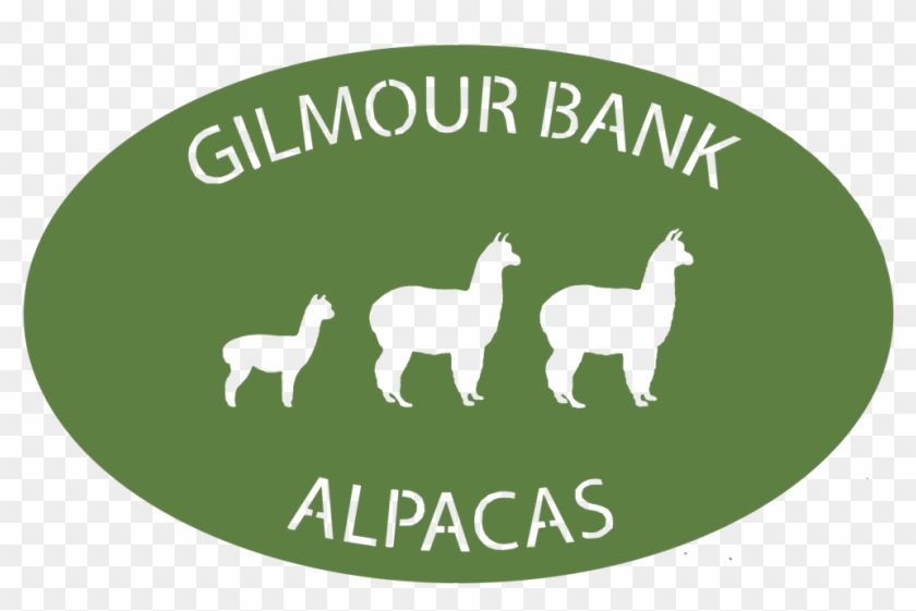 Gilmour Bank Alpaca - Llama Clipart #889252