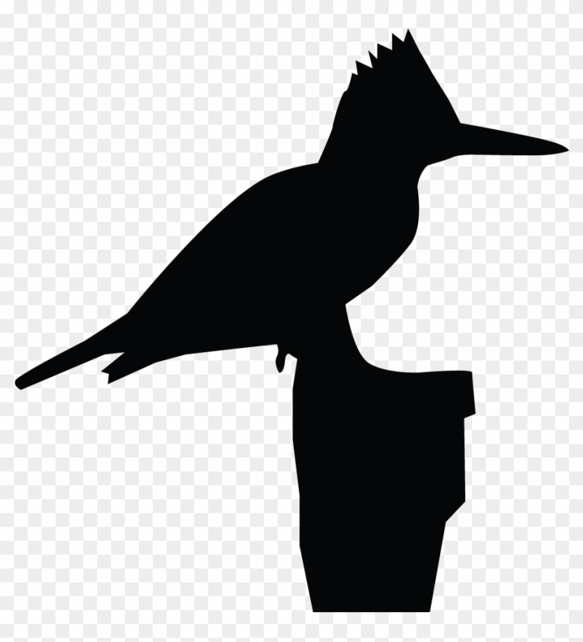 Belted Kingfisher - Belted Kingfisher Clipart - Png Download