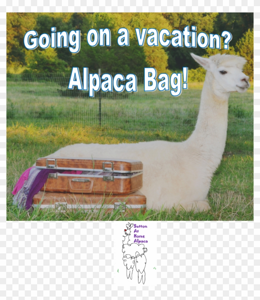 Olacak O Kadar Izle Clipart