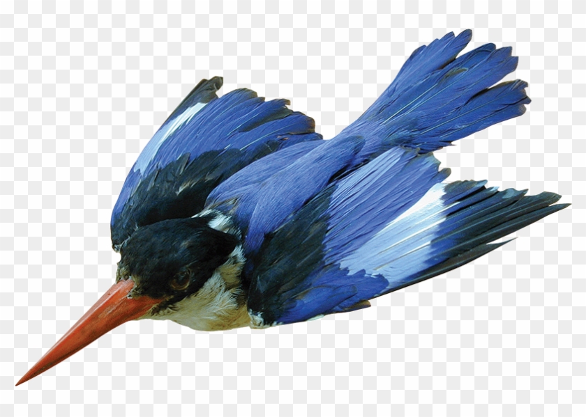 This Week's What's On The Van Comes From Malgosia Nowak-kemp, - Belted Kingfisher Clipart