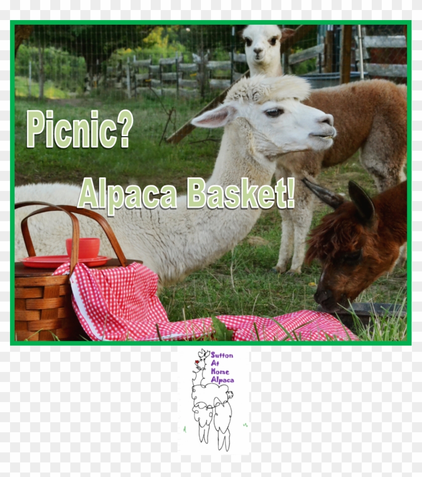 "picnic Alpaca" T Shirt - Livestock Clipart