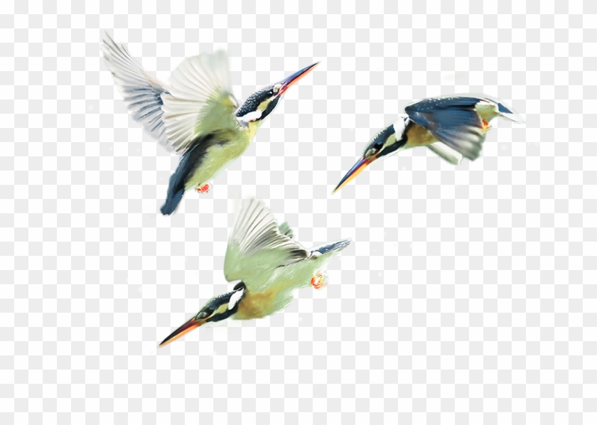 Therapy Services Teen Issues Kingfisher Birds - Coraciiformes Clipart #890505