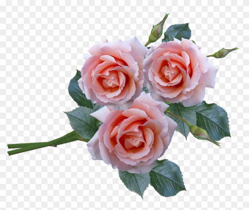 Roses Bunch Stem Flowers Garden - Garden Roses Clipart