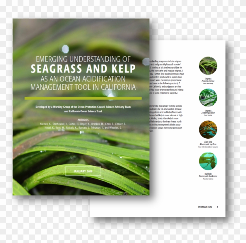 Eelgrass Ocean Acidification Clipart