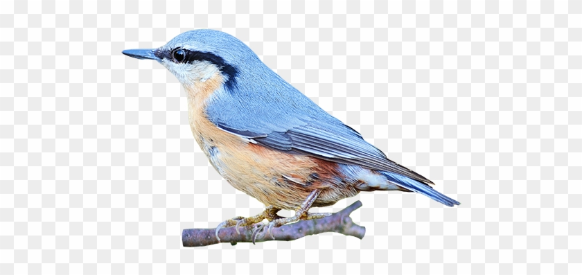 Blue Birds Png - Red Breasted Nuthatch Clipart #892706