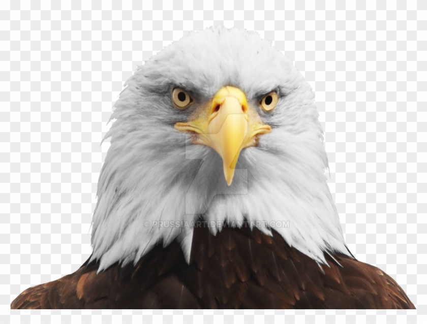 Bald Eagle Head Png - Eagle Head Transparent Background Clipart #894828