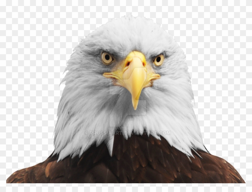 Bald Eagle Head Png - Eagle Head Transparent Background Clipart