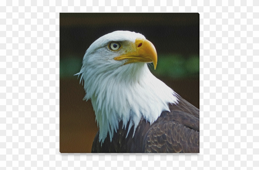 American Bald Eagle Head Clipart #895321