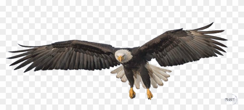 Flying Eagle Png Transparent Image - Transparent Eagle Claws Png Clipart