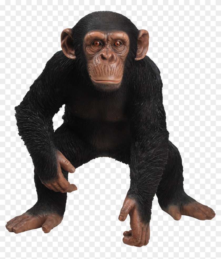 Rl Standing Chimpanzee Zoo Animals Vivid Arts Windy - Chimpanse Png Clipart #898898