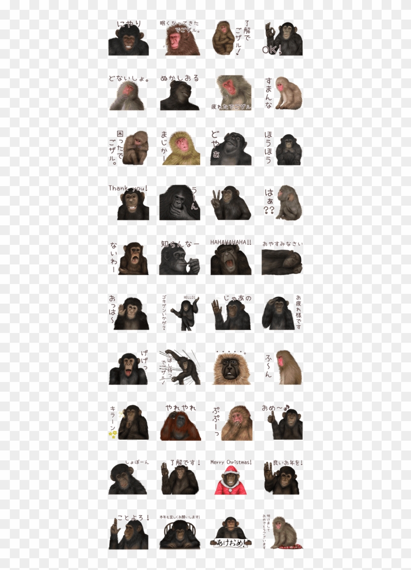 Real Monkey Sticker Of Zumo - Gorilla Clipart #899300