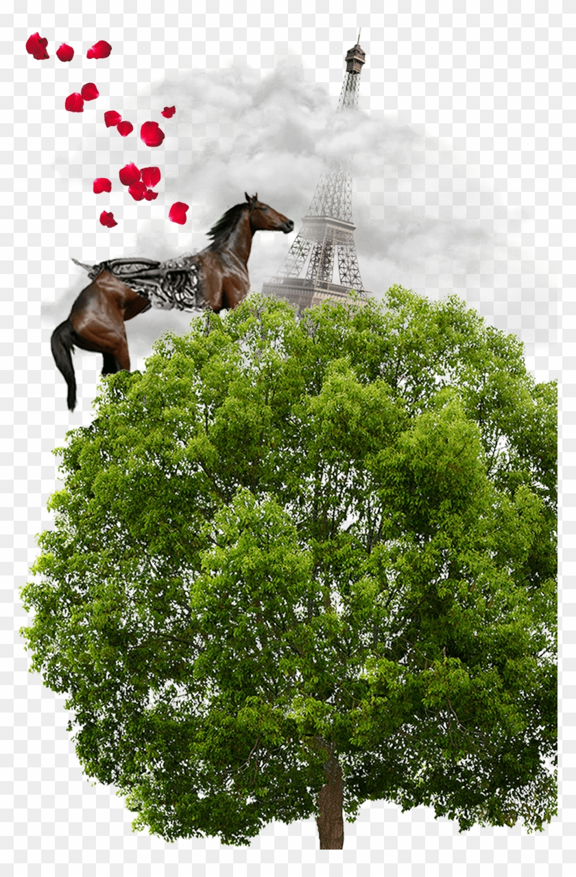 Tree For Photoshop Png Clipart