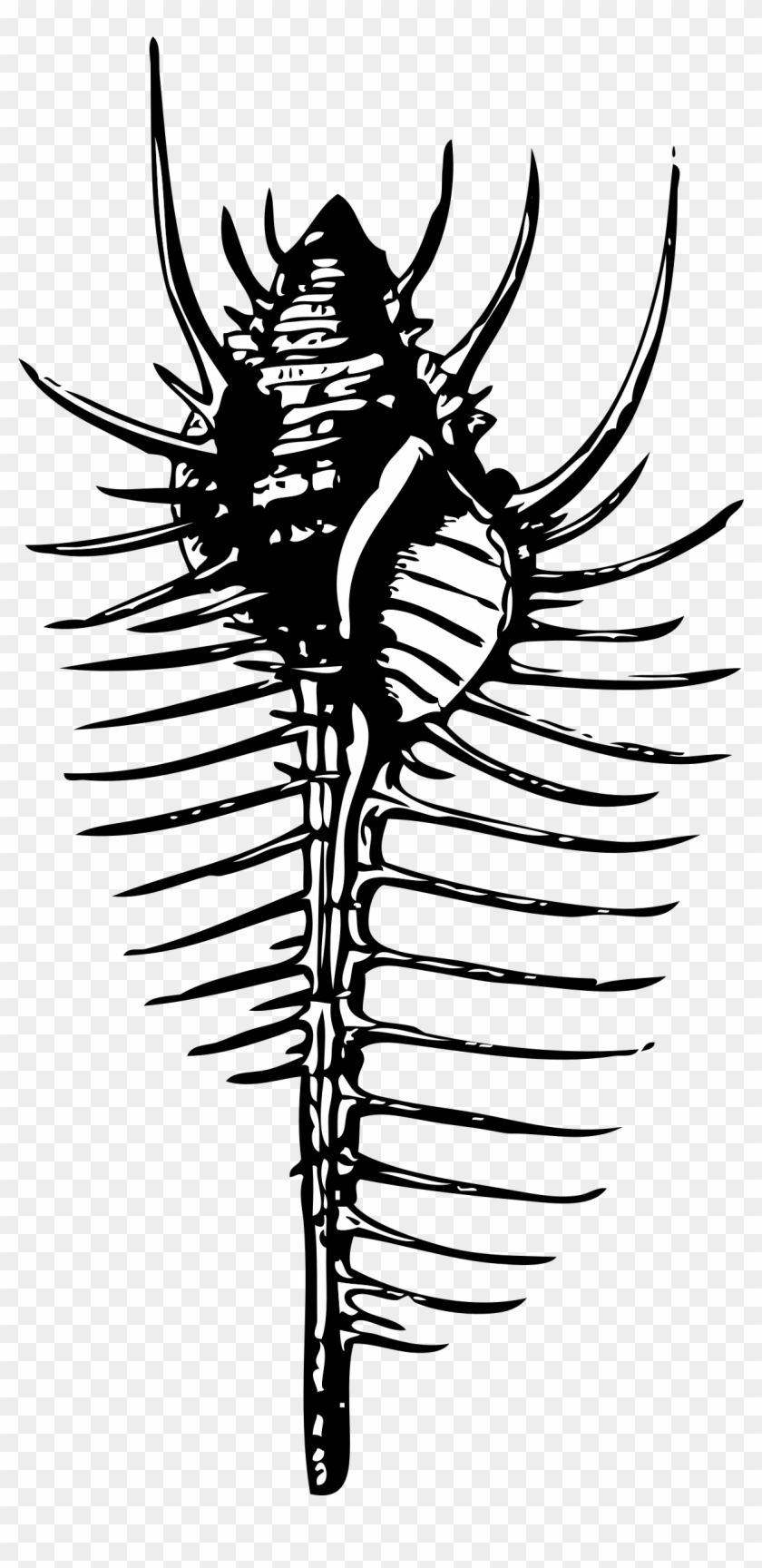 This Free Icons Png Design Of Venus' Comb Clipart #90621