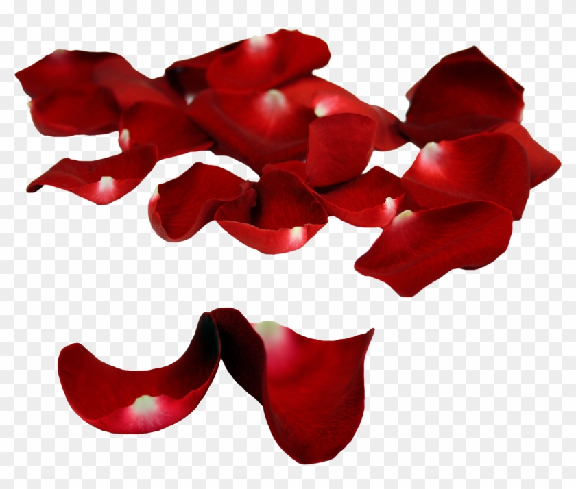 Rose Petals Falling Png Clipart
