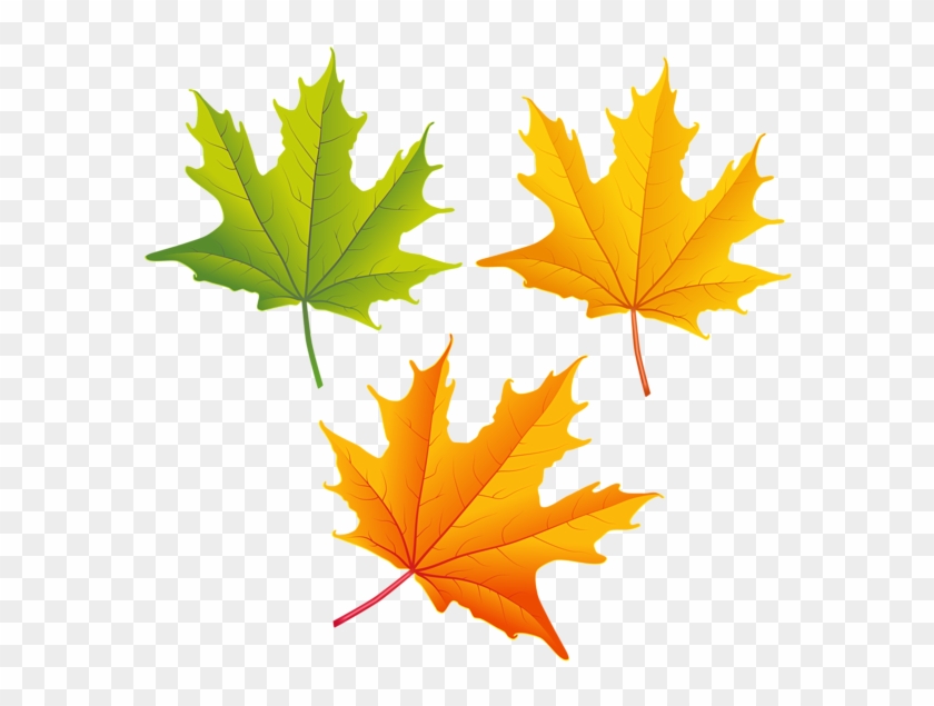 Falling Autumn Leaves Png High-quality Image - Autumn Leaves Clipart Png Transparent Png #91507