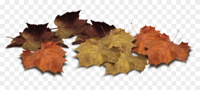 Leaf Png Image Fall On Land - Fall Leaf Clipart #91791