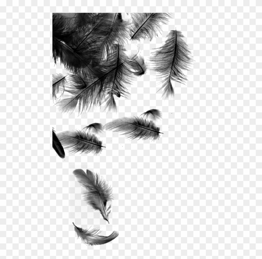 Black Feathers Falling , Png Download - Feather Wallpaper Black And White Clipart