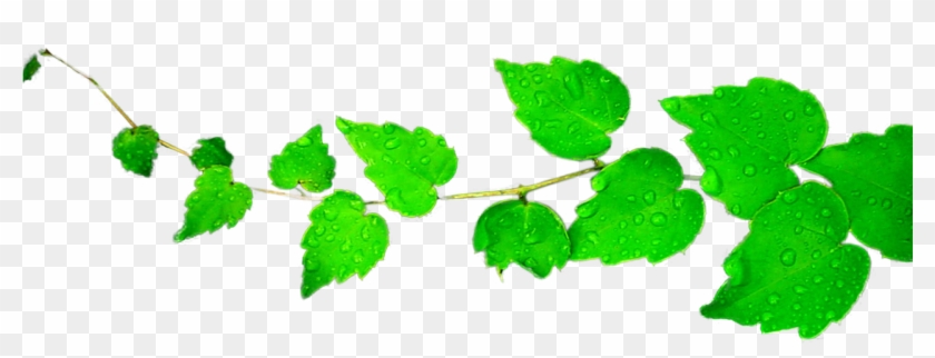 Falling Green Leaves Clip Art - Green Leaves Png Transparent