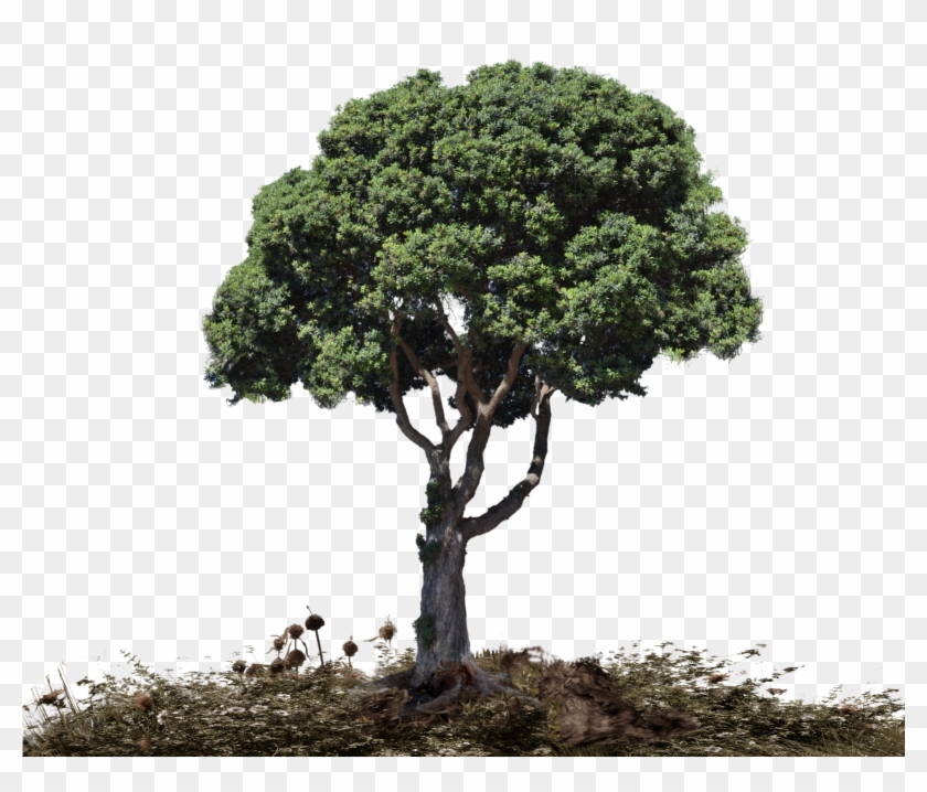 Landscape Png Picture - Tree Landscape Png Clipart