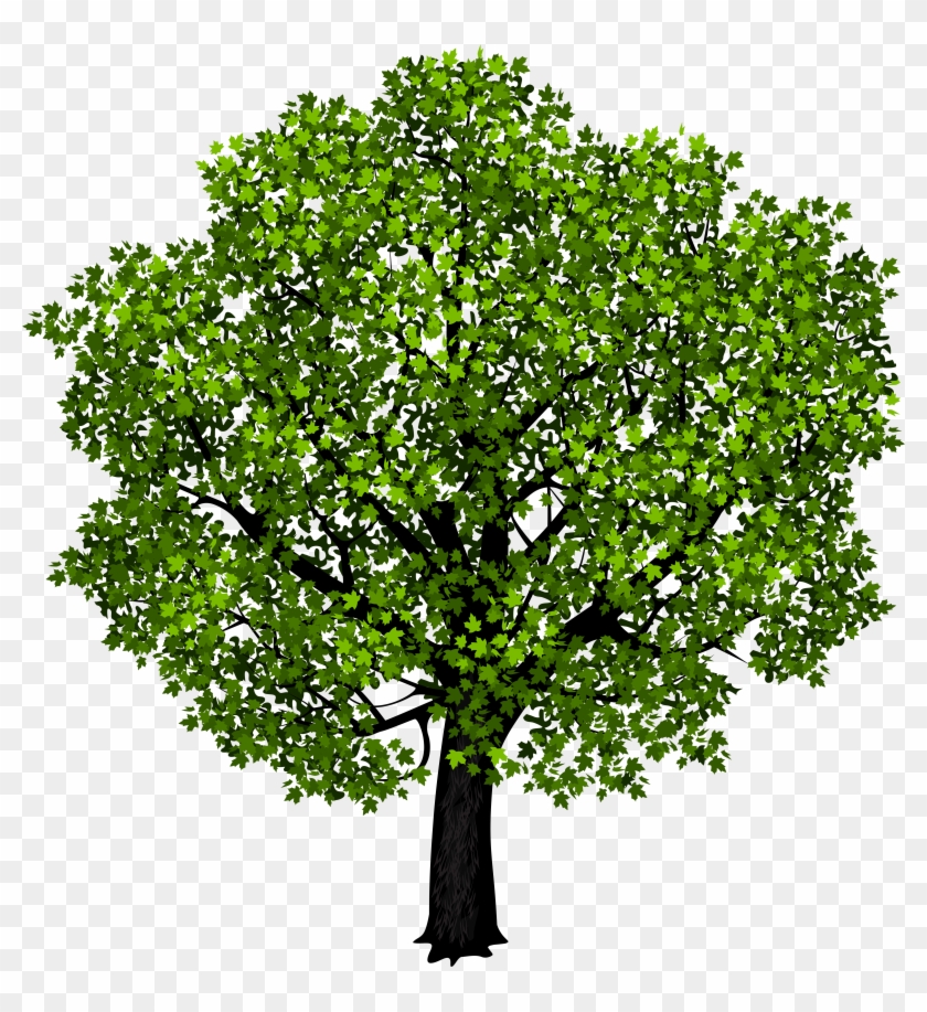 Green Maple Tree Png Clipart Picture - Tree Png Cut Out Transparent Png #94808
