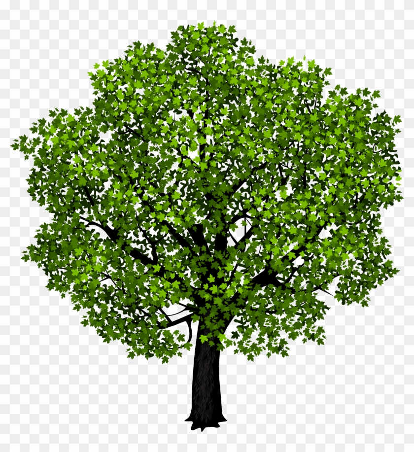 Green Maple Tree Png Clipart Picture - Tree Png Cut Out Transparent Png