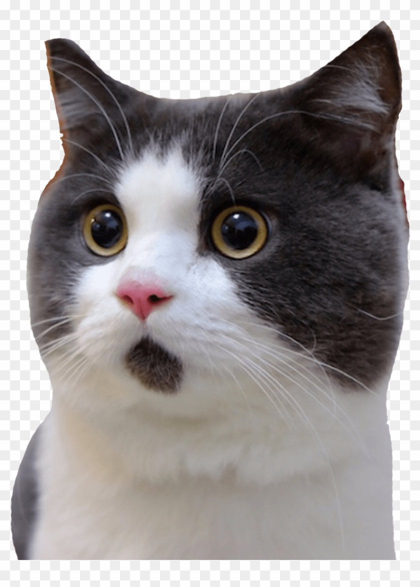 Banye Surprised Cat - Gatito Que Parece Sorprendido Clipart
