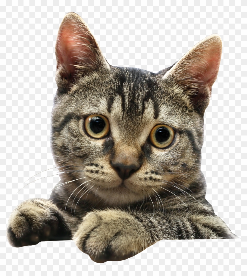 Cat Face Transparent Background Clipart