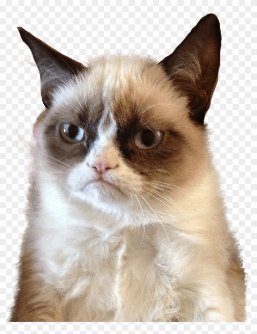 Download Grumpy Cat Upset Transparent Png - You Forgot Me Funny Clipart
