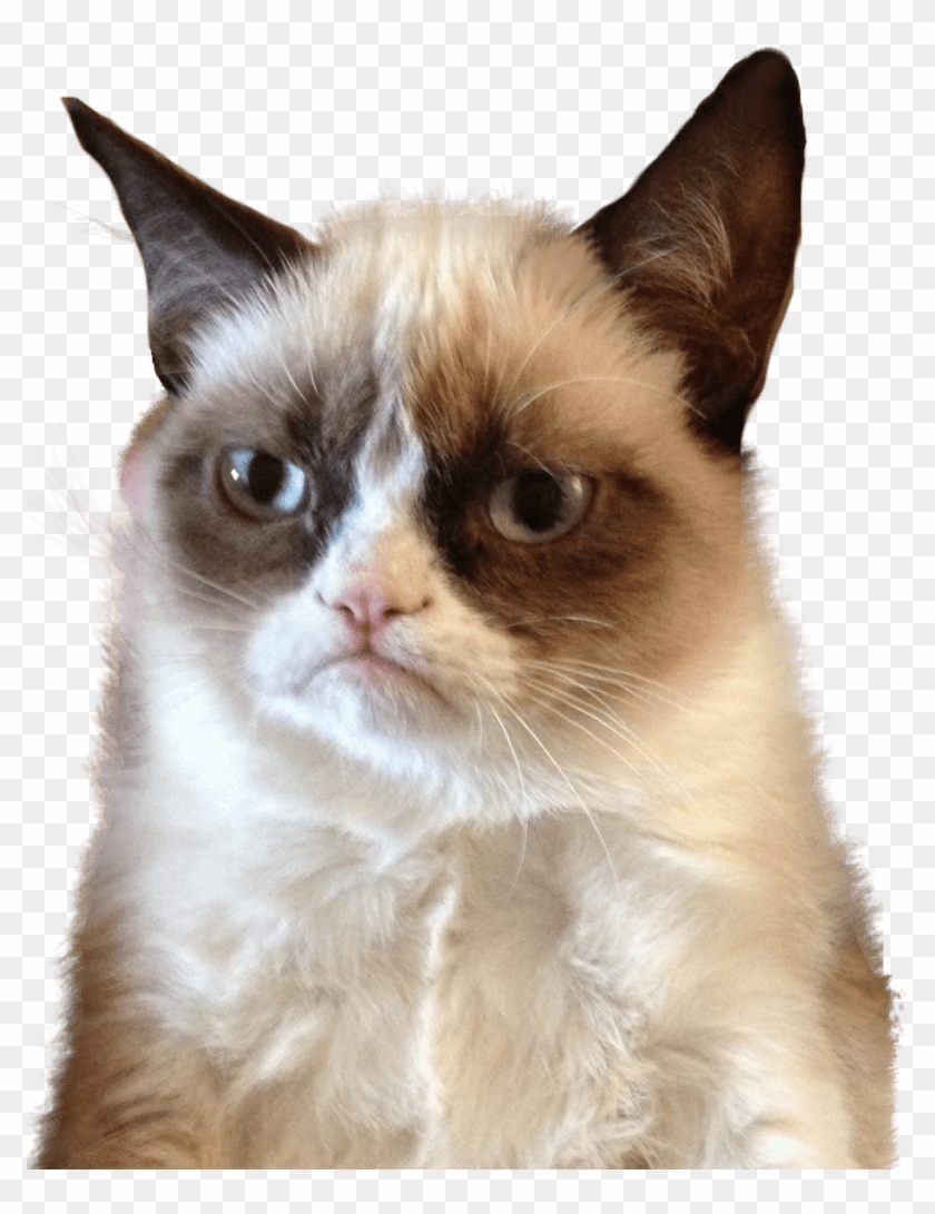 28+ Funny Cat Png Transparent Images