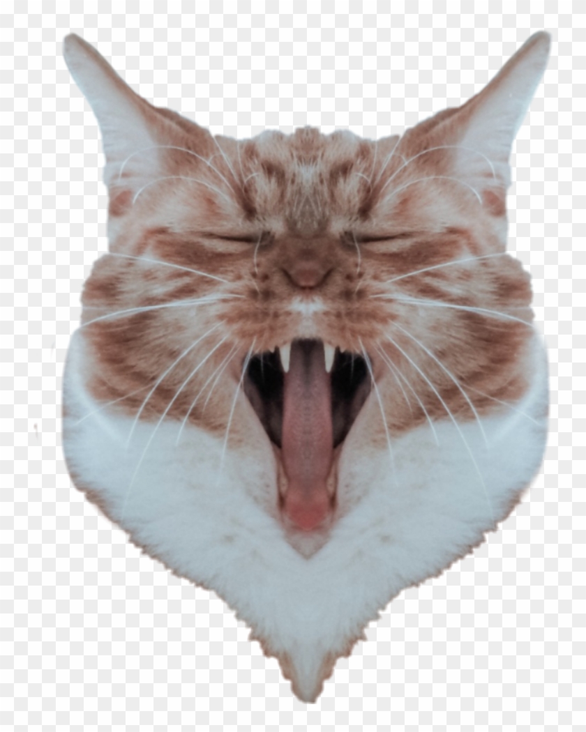 Cat Yawns Clipart #95602