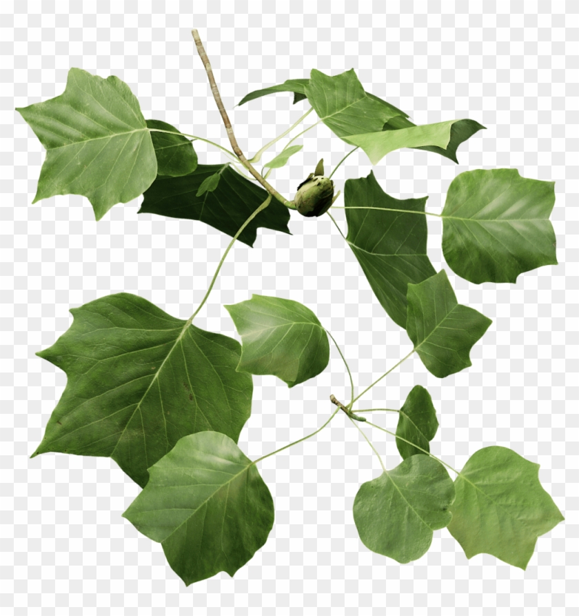 Tulip Tree Png , Png Download - Maple Leaf Clipart