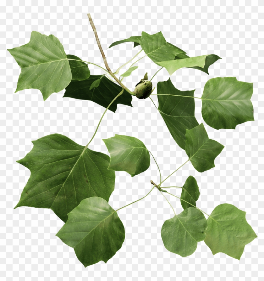 Tulip Tree Png , Png Download - Maple Leaf Clipart #95627