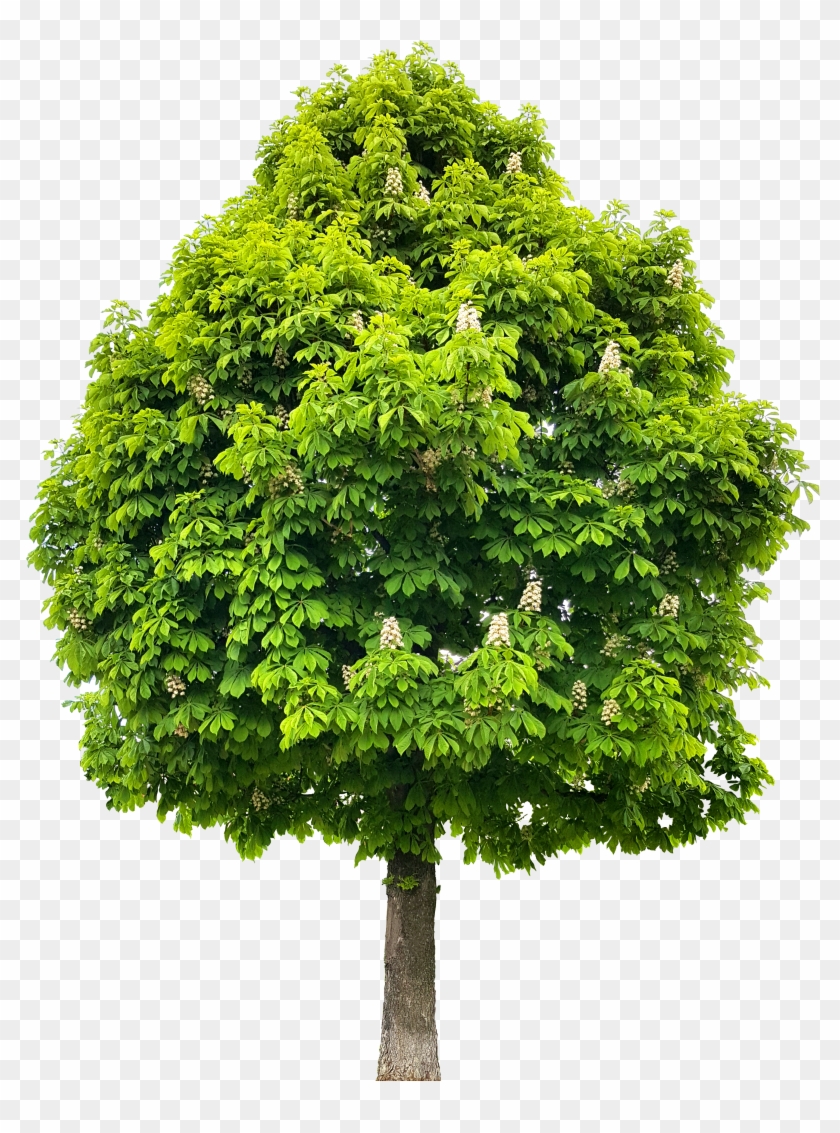 Horse Chestnut Tree Clipart
