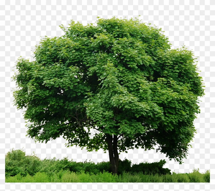 Trees Png - Save Tree Save Earth Clipart #95808