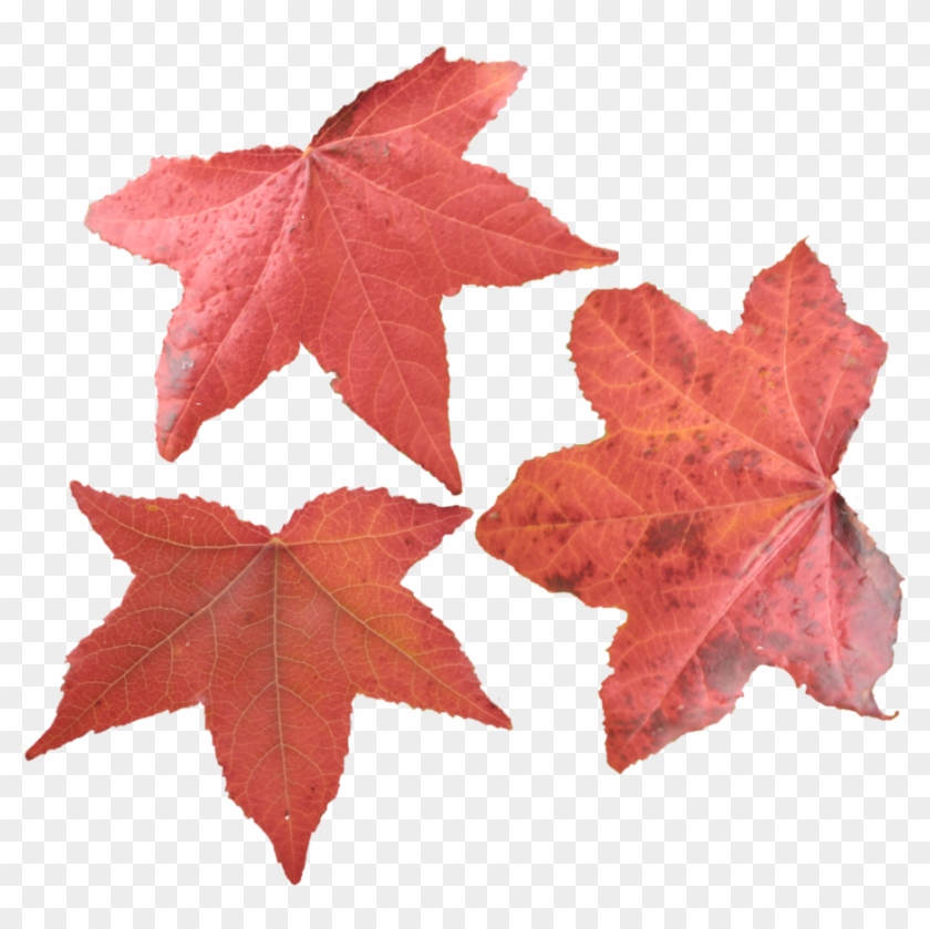 Maple Leaf Png Picture - Maple Leaves Png Clipart #95887
