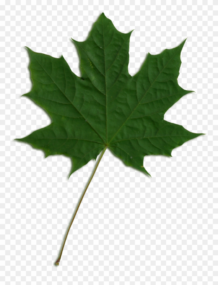 Acer Scanned Leaf - Green Maple Leaf Png Clipart