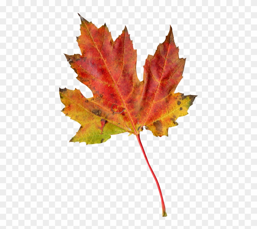 Leaf Autumn Clipart #96421