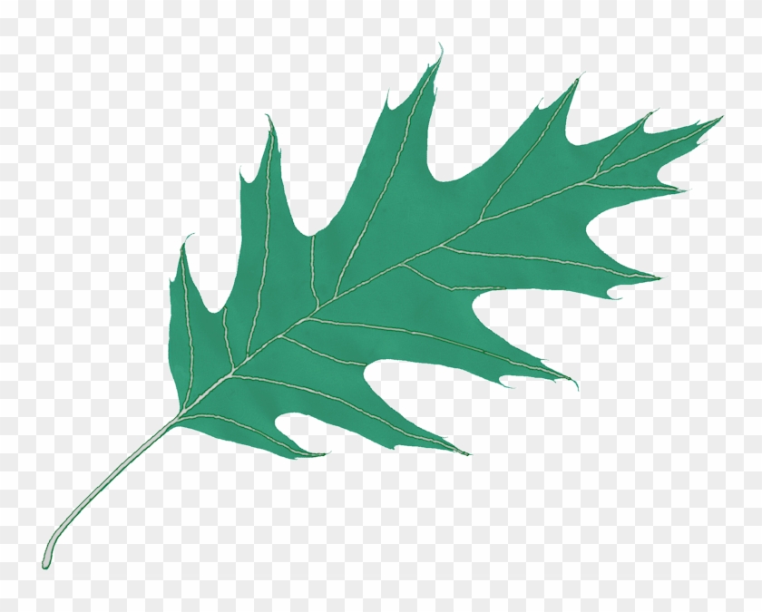 Oak Leaf - Oak Leaf Transparent Background Clipart