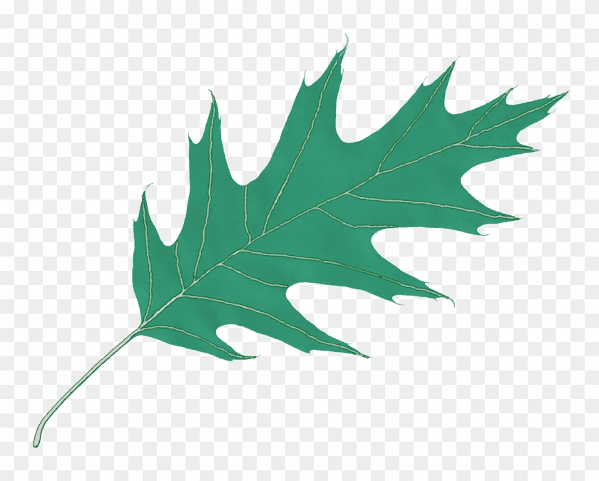 Oak Leaf - Oak Leaf Transparent Background Clipart #96798