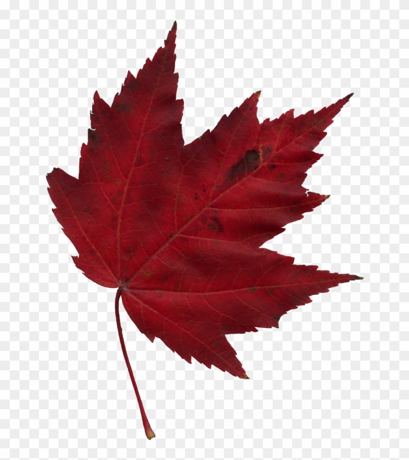 Falling Red Maple Leaf Clipart #96942