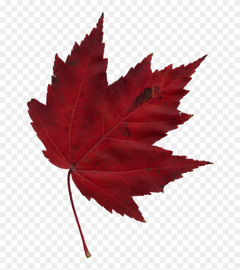 Falling Red Maple Leaf Clipart #96942