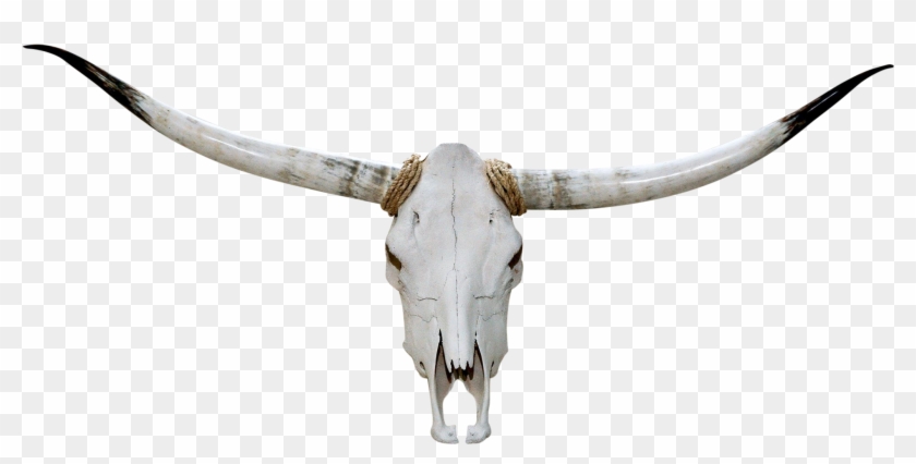 Authentic Longhorn Steer Skull Skeleton With Original - Skull Clipart #98696