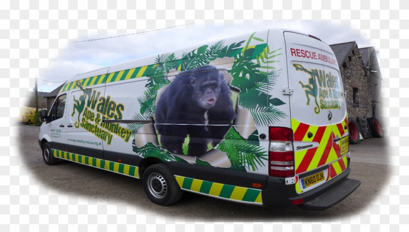 At Wales Ape And Monkey Sanctuary We Regularly Receive - Common Chimpanzee Clipart #900132