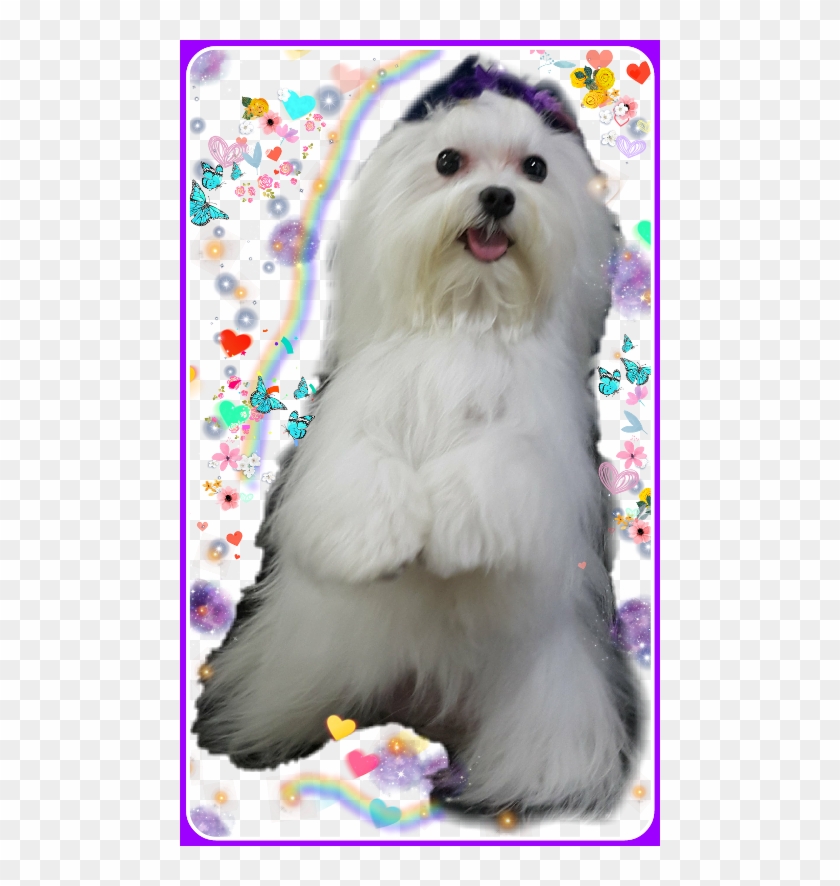 Largest Collection Of Free To Edit Marie Avgeropoulos - Maltese Clipart