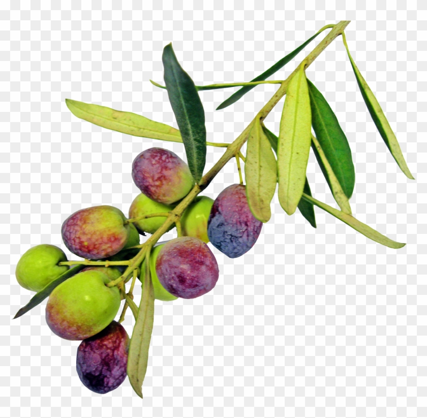 Olive Png Pic - Olive Oil Clipart #905472