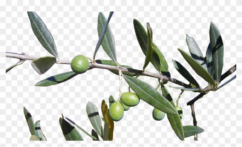 Only With The Best - Olive Clipart