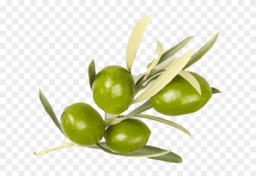 Free Png Download Olive Png Images Background Png Images - Olive Leaves Clipart #906474